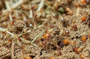 stump grinder to treat termite infestation, stump grinding service