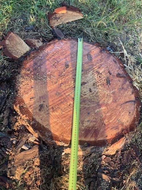 Large-Tree-Stump-being-measured-before-stump-removal